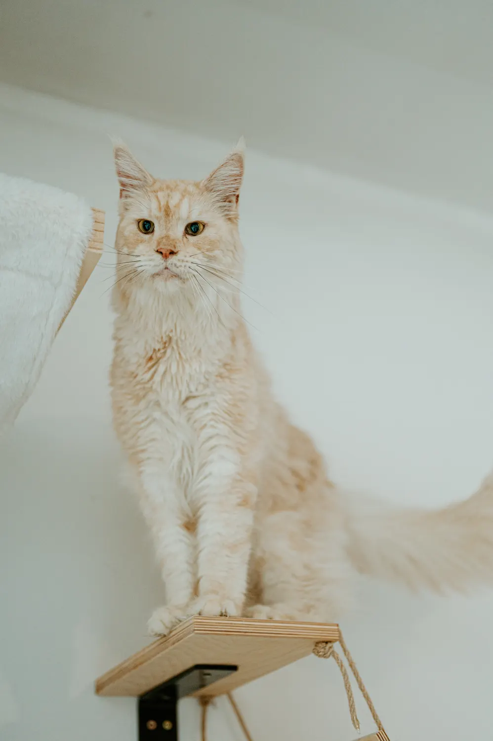 Un grand chat crème, perché sur son étagère