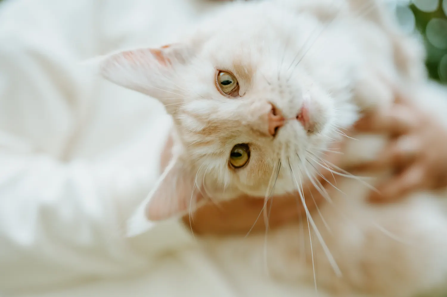 Un chat blanc, la tête penchée, se laisse caresser