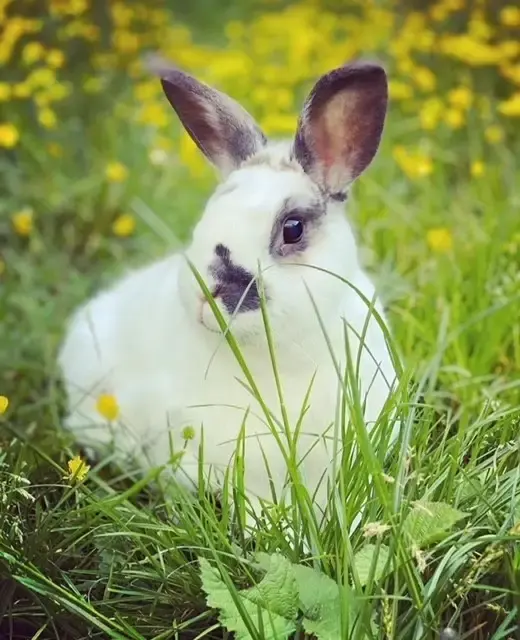 Un lapin blanc et noir dans l’herbe